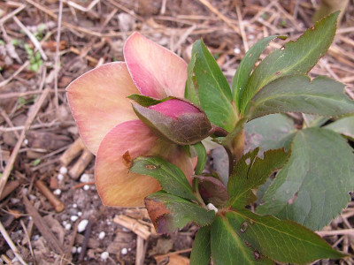 helleborus_gba2_80.jpg