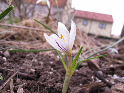 crocus_picturatus.jpg