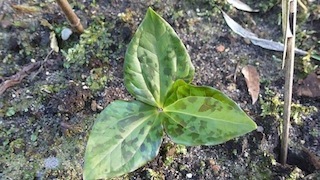 Trillium_chloropetalum_giganteum.JPG