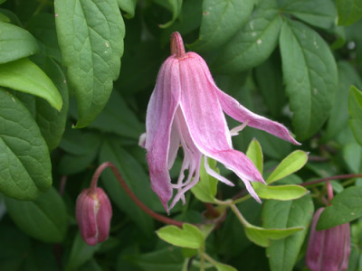 Waldrebe_Rosy_OGrady_HW_5512_94.jpg