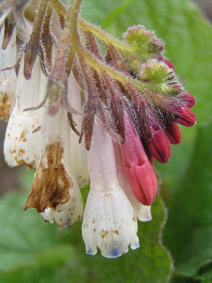symp_hidcote_pink_fragenzeichen.jpg