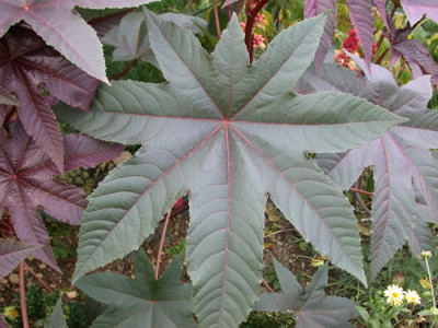 Rizinus_S1_6489_87.jpg