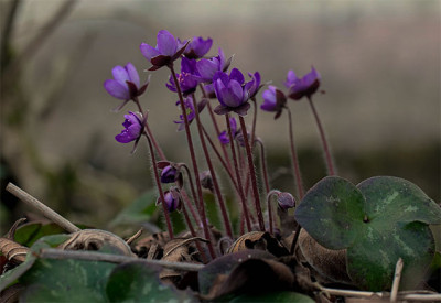 Hepatica_Forrst_Hyb.1.jpg