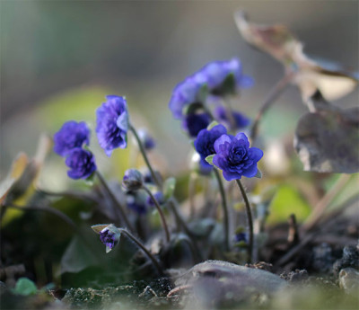 Hepatica_Tschech_Pl..jpg