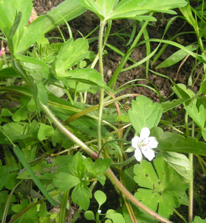 Geranum_nepalensis.jpg
