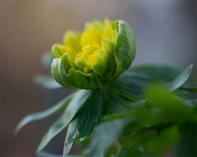 Eranthis_Gruensp..jpg