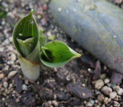 Scoliopus_hallii_...__11.3.15_013.jpg