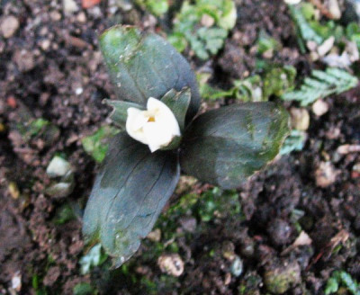 Trillium_nivale_..._12.3.15_015.jpg