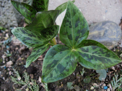 Trillium_kurabayashii__..._12.3.15_016.jpg