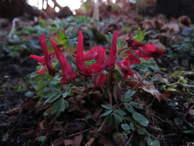 IMG_7097_Corydalis_solida.jpg