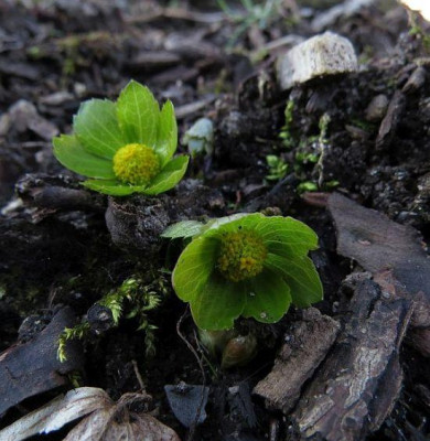 IMG_7100_Hacquetia_epipactis.jpg