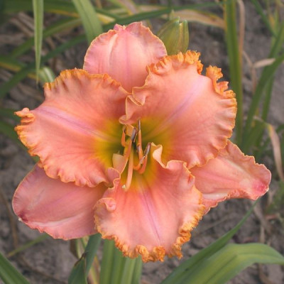 GT03-KLD6_003.jpg