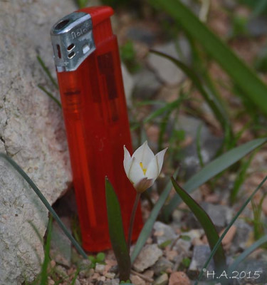 tulipa_15-03-13.jpg
