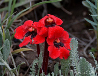 Diphelypaea_tournefortii.jpg
