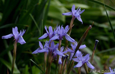 Moraea_sisyrinchium_15-03-13.jpg