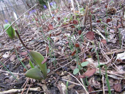 Liliensamlinge_150313.jpg