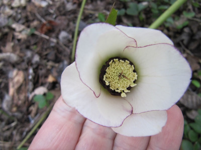 Helleborus_roter_Rand_150313.jpg