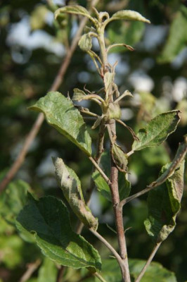 Apfel01.jpg