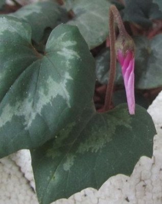 C.repandum-knospe2015.jpg