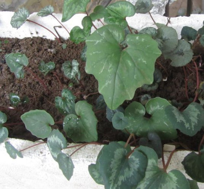C.repandum-a2015.jpg
