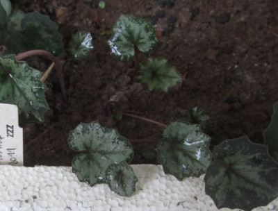 C.repandum-silverleaf2015.jpg