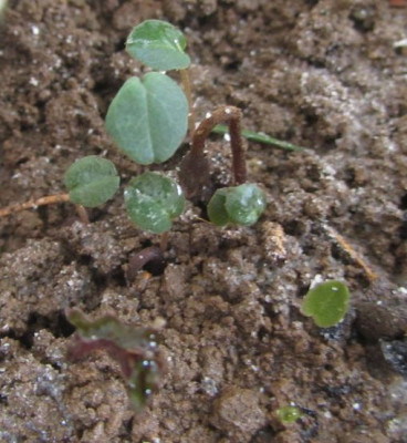 C.repandum-Samlinge.jpg
