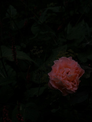 2005-08-01_spater_abend.jpg