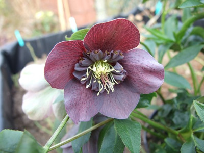 DSCF8465.JPG