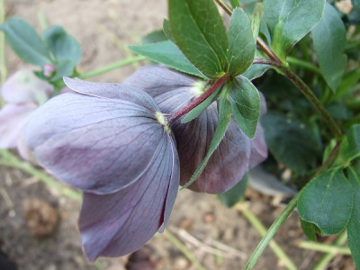 DSCF8463.JPG
