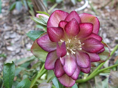 DSCF8445.JPG