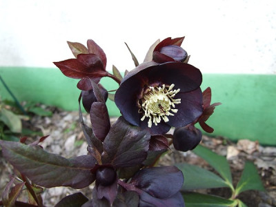 DSCF8448.JPG