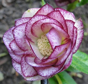 Helleborus_Marz_2015_039.JPG