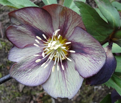 Helleborus_Marz_2015_033.JPG