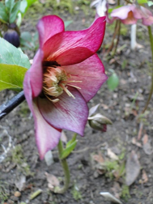 Helleborus_Marz_2015_028.JPG