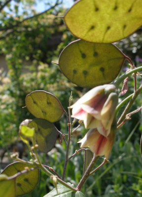2005-05-21_samenstande_lunaria_annua.jpg