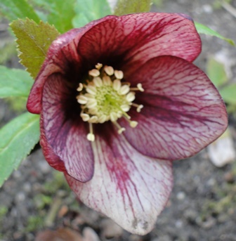 Helleborus_Marz_2015_056.JPG