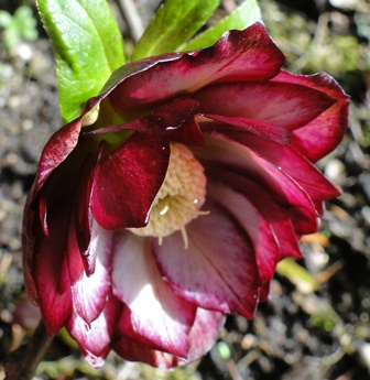Helleborus_Marz_2015_005.JPG