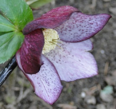 Helleborus_Marz_2015_065.JPG
