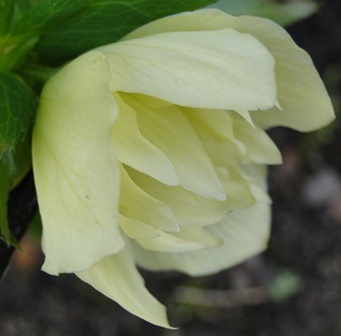Helleborus_Marz_2015_069.JPG