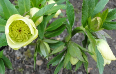 Helleborus_Marz_2015_071.JPG