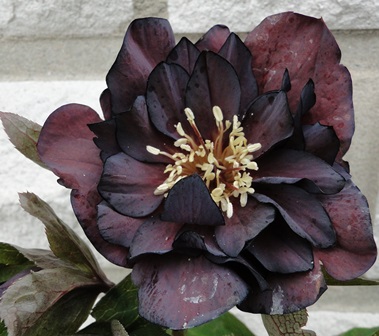 Helleborus_Marz_2015_076.JPG