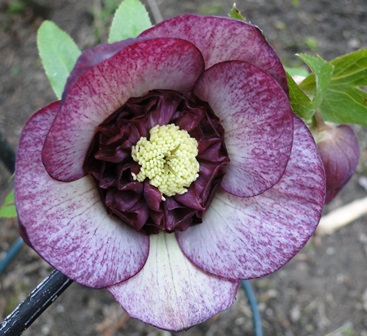 Helleborus_Marz_2015_063.JPG