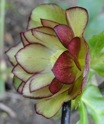 Helleborus_Marz_2015_066.JPG