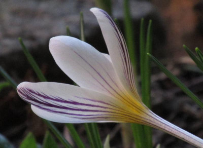 2015CrocusVersicolorPicturatus.jpg