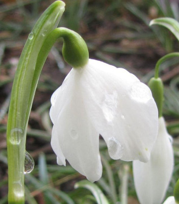 Leucojum-1axe2015.jpg