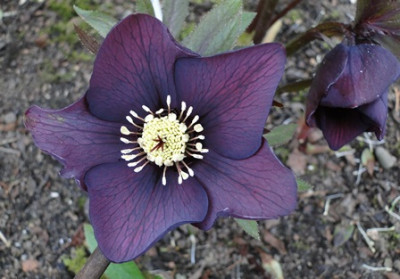 Helleborus_16._Marz_2015_021.JPG