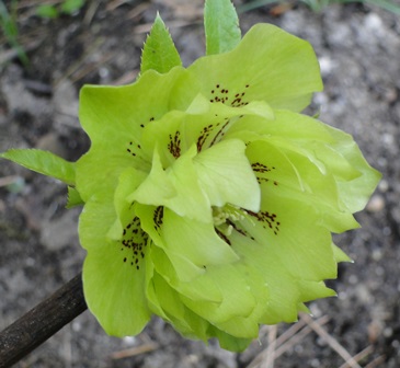 Helleborus_16._Marz_2015_024.JPG