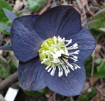 Helleborus_16._Marz_2015_035.JPG