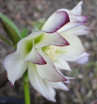 Helleborus_16._Marz_2015_050.JPG
