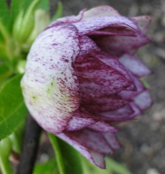 Helleborus_16._Marz_2015_014.JPG